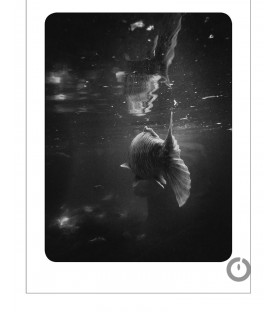Photographie "Le silence des Carpes" Marie-Anne Hauth