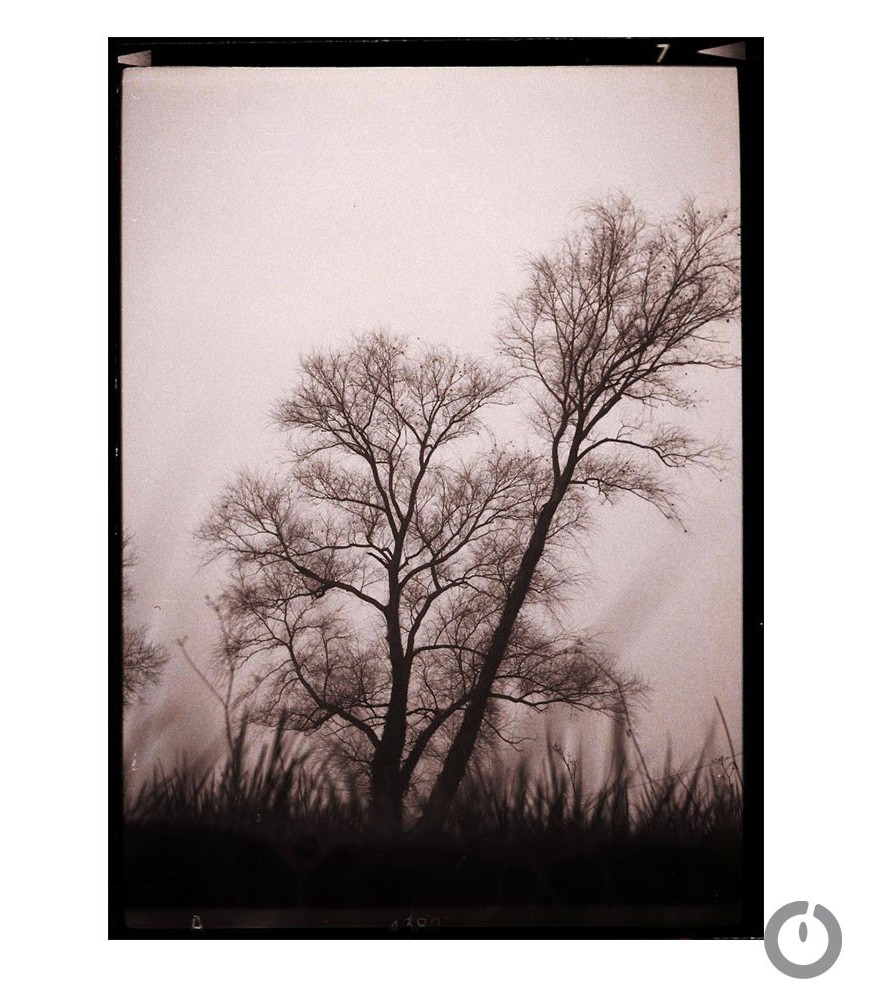 "Dans la prairie" Photographie Anne Barroil